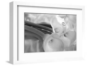 Black and White Calla Study-Anna Miller-Framed Photographic Print