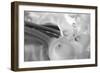 Black and White Calla Study-Anna Miller-Framed Photographic Print