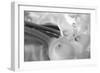 Black and White Calla Study-Anna Miller-Framed Photographic Print