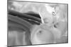 Black and White Calla Study-Anna Miller-Mounted Photographic Print