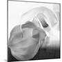 Black and White Calla Study-Anna Miller-Mounted Photographic Print