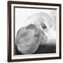 Black and White Calla Study-Anna Miller-Framed Photographic Print