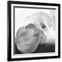 Black and White Calla Study-Anna Miller-Framed Photographic Print