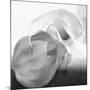Black and White Calla Study-Anna Miller-Mounted Photographic Print
