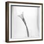 Black and White Calla Study-Anna Miller-Framed Photographic Print