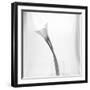 Black and White Calla Study-Anna Miller-Framed Photographic Print