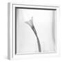 Black and White Calla Study-Anna Miller-Framed Photographic Print