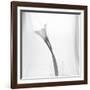 Black and White Calla Study-Anna Miller-Framed Photographic Print