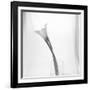 Black and White Calla Study-Anna Miller-Framed Photographic Print