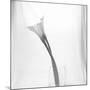 Black and White Calla Study-Anna Miller-Mounted Photographic Print