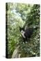 Black and White Cat in Tree-null-Stretched Canvas