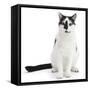 Black-And-White Cat, Pablo, Sitting-Mark Taylor-Framed Stretched Canvas