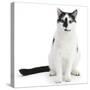 Black-And-White Cat, Pablo, Sitting-Mark Taylor-Stretched Canvas