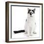 Black-And-White Cat, Pablo, Sitting-Mark Taylor-Framed Photographic Print