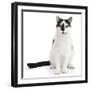 Black-And-White Cat, Pablo, Sitting-Mark Taylor-Framed Photographic Print