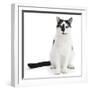 Black-And-White Cat, Pablo, Sitting-Mark Taylor-Framed Photographic Print