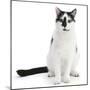 Black-And-White Cat, Pablo, Sitting-Mark Taylor-Mounted Photographic Print