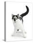 Black-And-White Cat, Pablo-Mark Taylor-Stretched Canvas