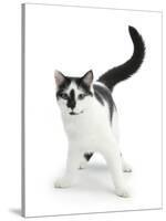 Black-And-White Cat, Pablo-Mark Taylor-Stretched Canvas