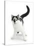 Black-And-White Cat, Pablo-Mark Taylor-Stretched Canvas