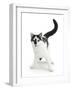 Black-And-White Cat, Pablo-Mark Taylor-Framed Photographic Print