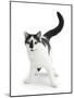 Black-And-White Cat, Pablo-Mark Taylor-Mounted Photographic Print