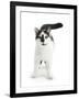 Black-And-White Cat, Pablo-Mark Taylor-Framed Photographic Print