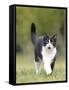 Black and White Cat-null-Framed Stretched Canvas