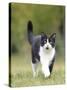 Black and White Cat-null-Stretched Canvas