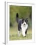 Black and White Cat-null-Framed Photographic Print