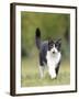 Black and White Cat-null-Framed Photographic Print