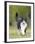 Black and White Cat-null-Framed Photographic Print