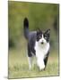 Black and White Cat-null-Mounted Photographic Print