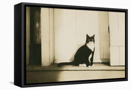 Black and White Cat-null-Framed Stretched Canvas