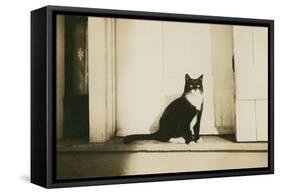 Black and White Cat-null-Framed Stretched Canvas