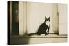 Black and White Cat-null-Stretched Canvas