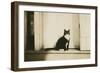 Black and White Cat-null-Framed Art Print