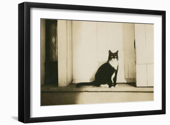 Black and White Cat-null-Framed Art Print