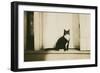 Black and White Cat-null-Framed Art Print