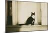 Black and White Cat-null-Mounted Art Print
