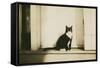 Black and White Cat-null-Framed Stretched Canvas