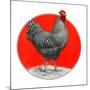 Black and White Chicken-C.R. Patterson-Mounted Giclee Print