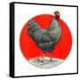 Black and White Chicken-C.R. Patterson-Framed Stretched Canvas