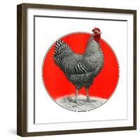 Black and White Chicken-C.R. Patterson-Framed Giclee Print