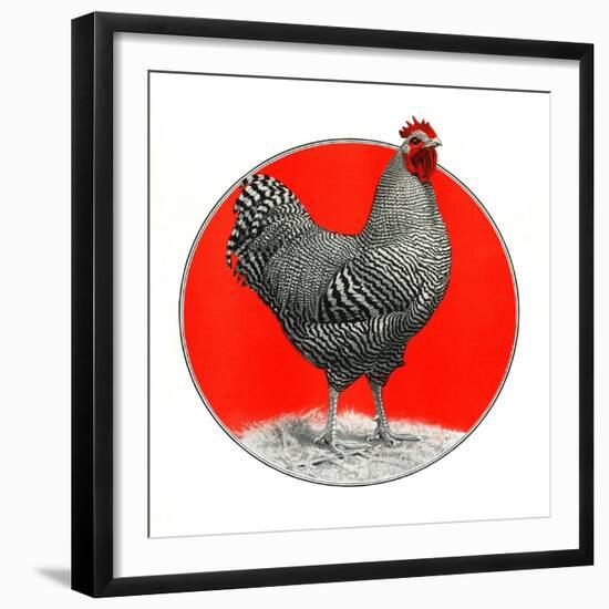 Black and White Chicken-C.R. Patterson-Framed Giclee Print