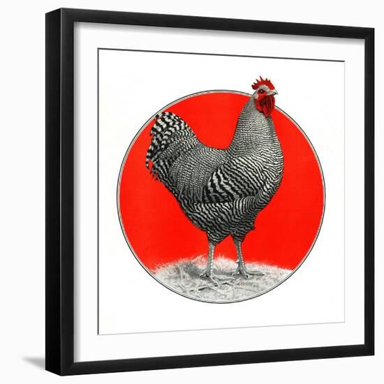 Black and White Chicken-C.R. Patterson-Framed Giclee Print