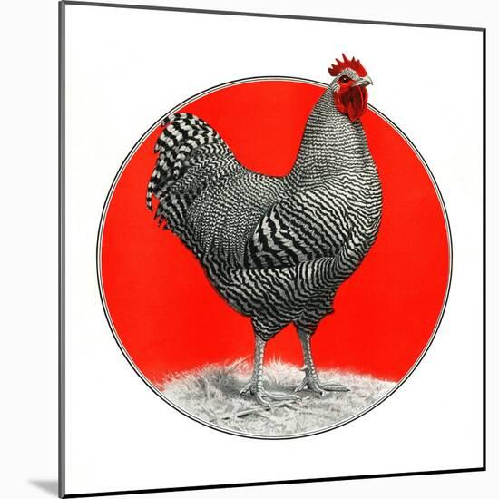 Black and White Chicken-C.R. Patterson-Mounted Giclee Print