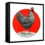 Black and White Chicken-C.R. Patterson-Framed Stretched Canvas