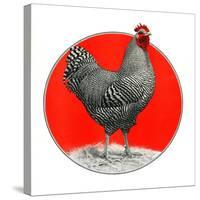 Black and White Chicken-C.R. Patterson-Stretched Canvas