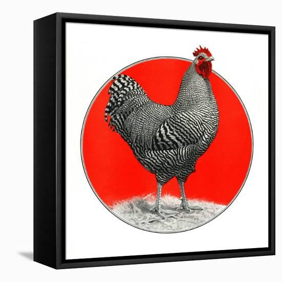 Black and White Chicken-C.R. Patterson-Framed Stretched Canvas